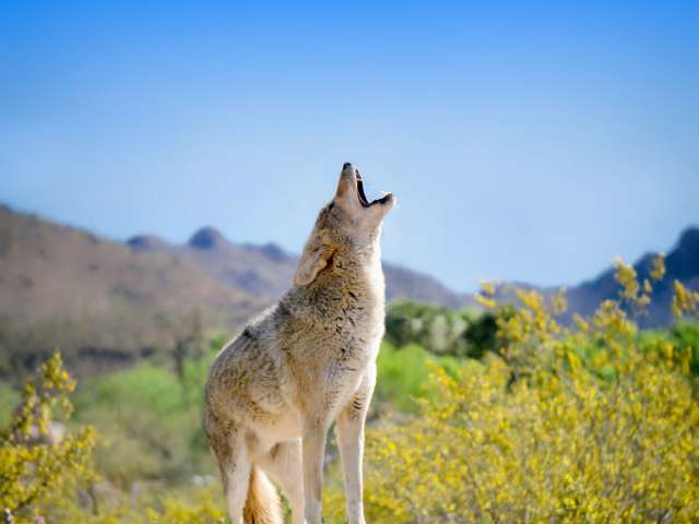 Coyote Collection - Masculine